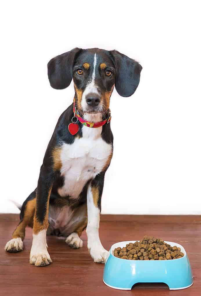 dog-pet-food-5504869 dog, pet, food-5504869.jpg