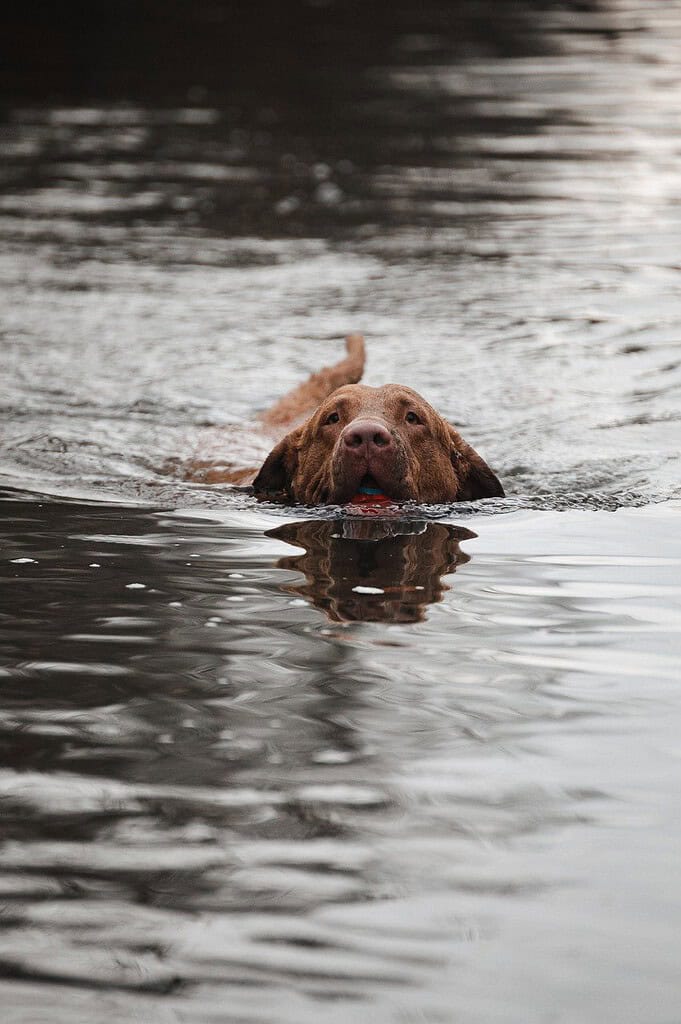 dog-swim-lake-7720419 dog, swim, lake-7720419.jpg