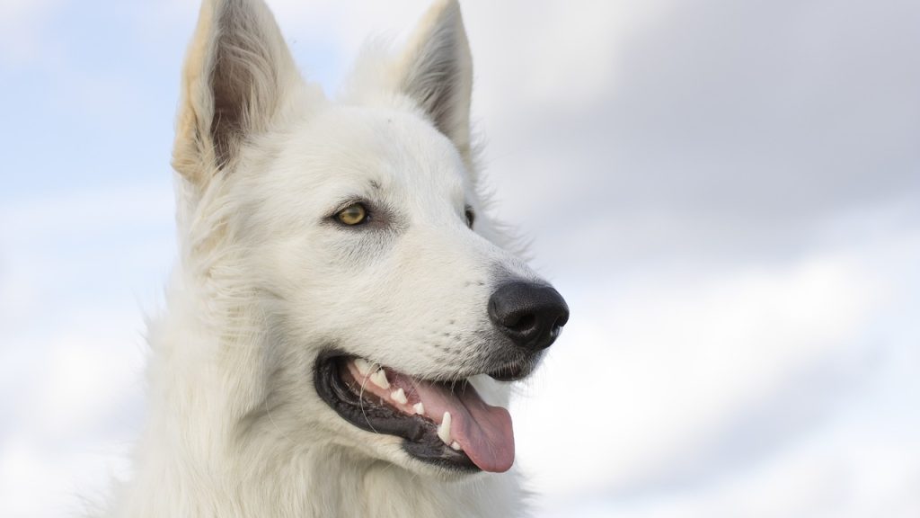 dog-white-shepherd-canine-5858985 dog, white shepherd, canine-5858985.jpg