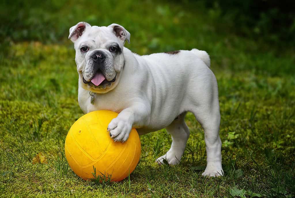 english-bulldog-bulldog-ball-562723 english bulldog, bulldog, ball-562723.jpg