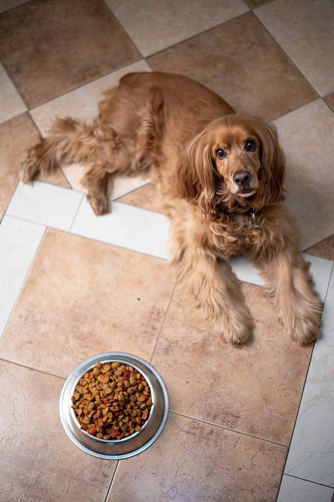 english-cocker-spaniel-dog-puppy-5937758 english cocker spaniel, dog, puppy-5937758.jpg
