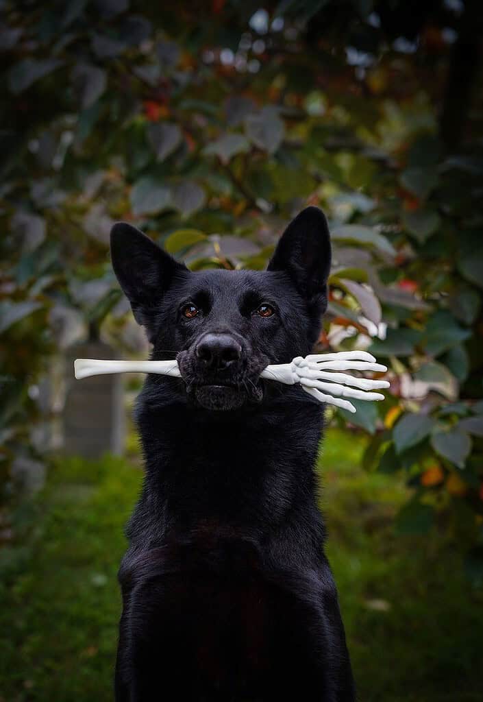 halloween-german-shepherd-backyard-7553022 halloween, german shepherd, backyard-7553022.jpg
