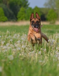 malinois, dandelion meadow, motion recording-672604.jpg