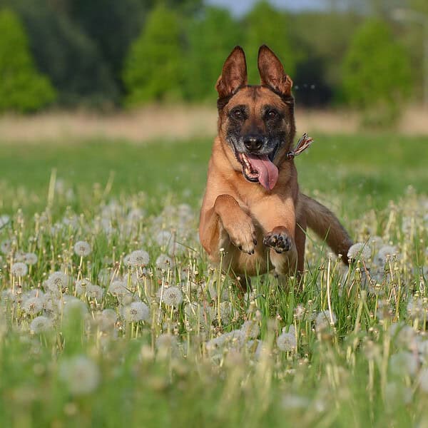 malinois, dandelion meadow, motion recording-672604.jpg