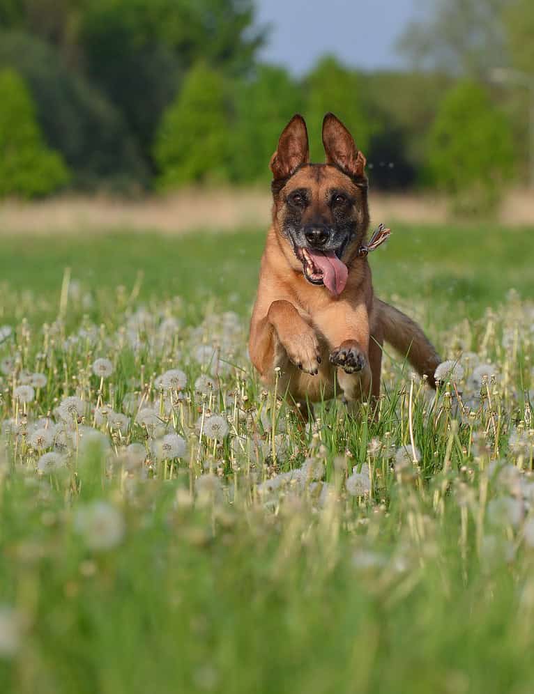 malinois, dandelion meadow, motion recording-672604.jpg