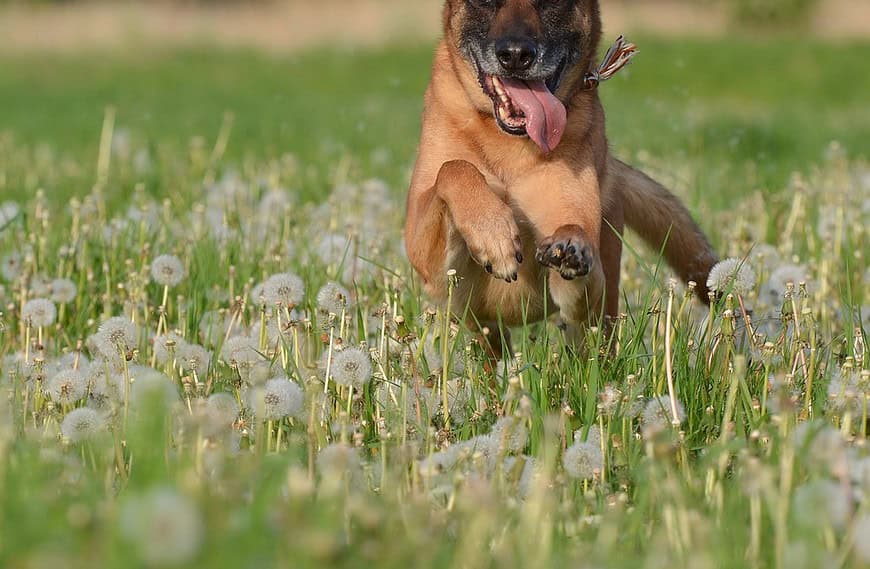 malinois, dandelion meadow, motion recording-672604.jpg