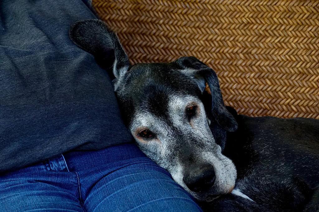 old-dog-domestic-animal-mammal-3303296 old dog, domestic animal, mammal-3303296.jpg