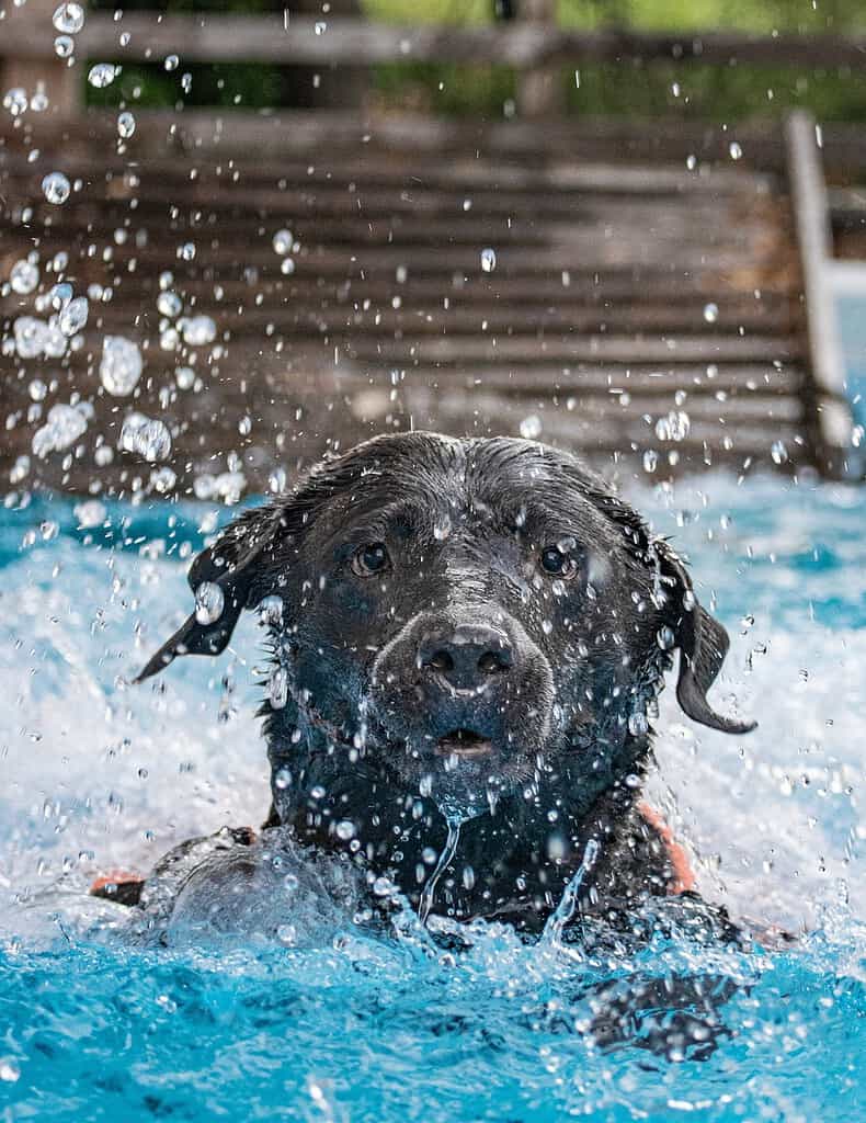 pool-dog-leap-4652838 pool, dog, leap-4652838.jpg