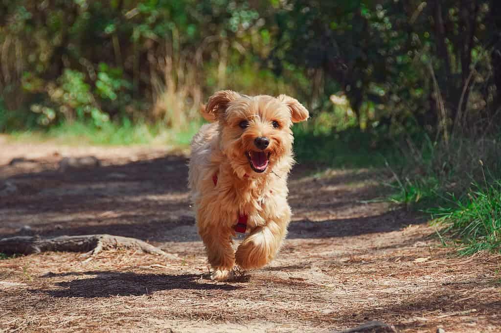 puppy-yorkie-dog-4608266 puppy, yorkie, dog-4608266.jpg