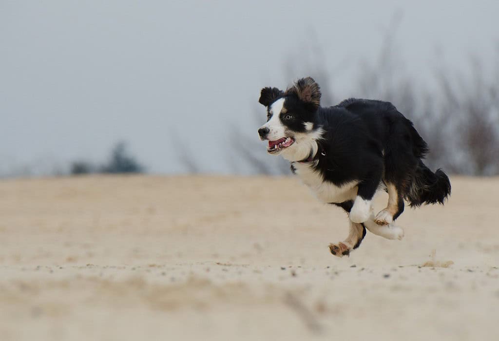 running-dog-border-collie-beach-747751 running dog, border collie, beach-747751.jpg
