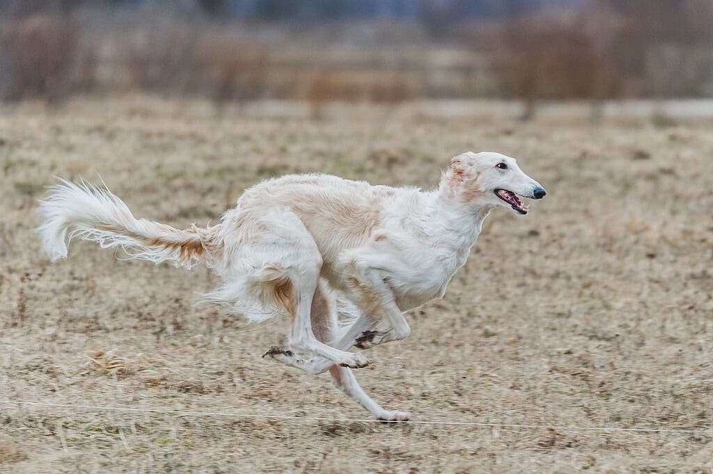 russian-borzoi-dog-running-7043714 russian borzoi, dog, running-7043714.jpg