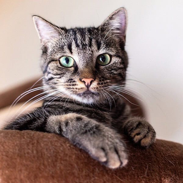 simba, cat, portrait-8618301.jpg
