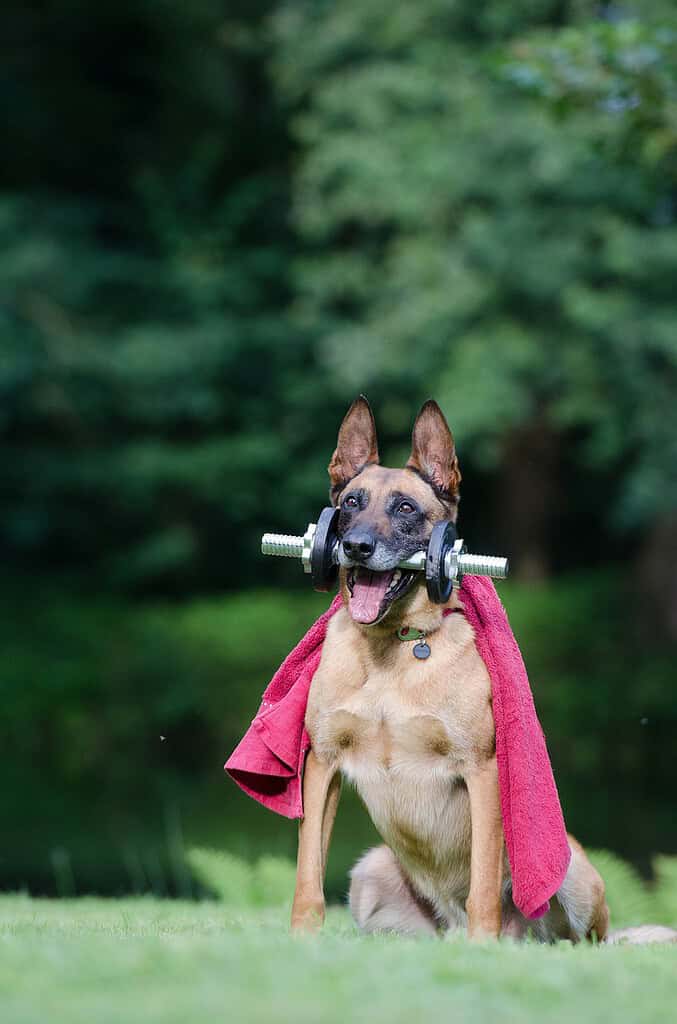 trick-dog-trick-malinois-672629 trick, dog trick, malinois-672629.jpg