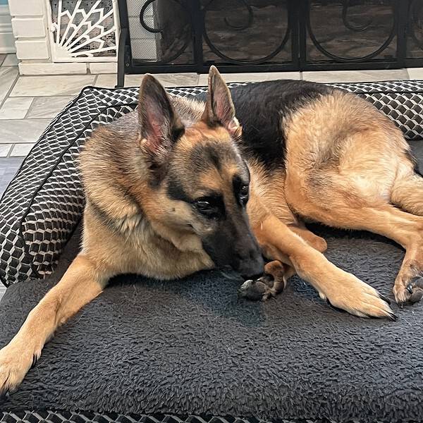 Griffin the traveling shepherd dr shannon barrett licking paw