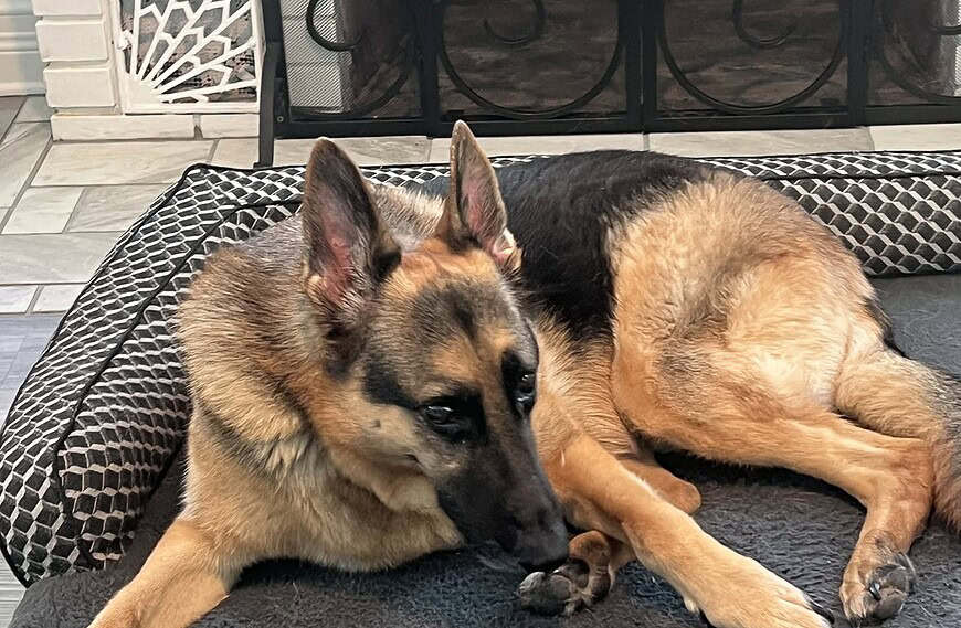Griffin the traveling shepherd dr shannon barrett licking paw