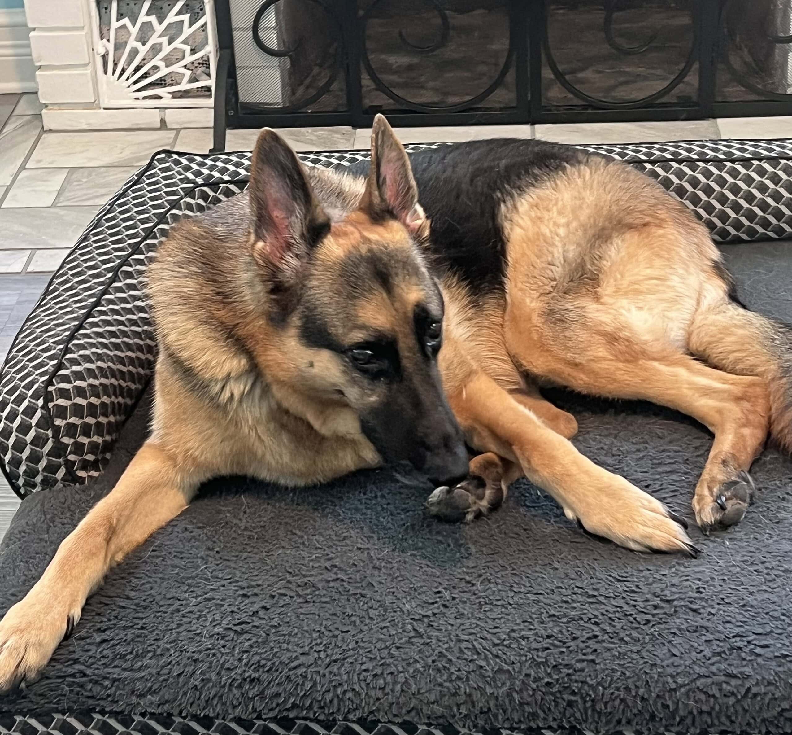 Griffin the traveling shepherd dr shannon barrett licking paw