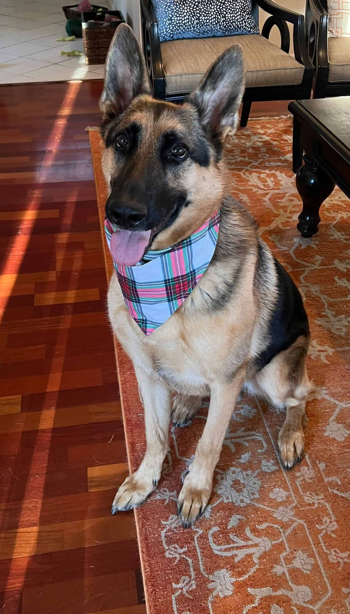 Griffin barrett german shepherd dr shannon barrett