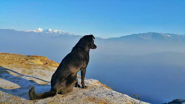 landscape dog outdoor pet animal nature travel sky canine winter blue travel blue pets