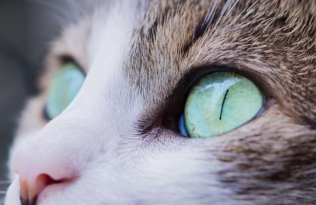 animal cat eyes feline nature pet cats eyes kitty kitten close up macro domestic cat