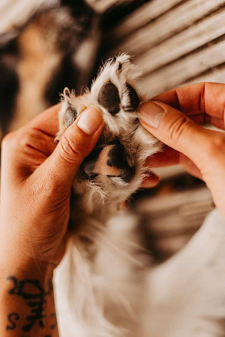 dog paw canine nature animal pet