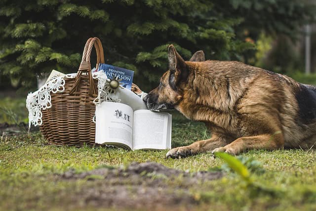 book pet nature bin shopping cart basket wicker wicker dog animal sheep-dog german german shepherd mammal favorite cute reading picnic education