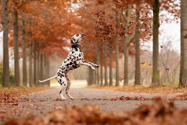 dalmatian dog pet canine animal fur snout mammal dog portrait domestic animal animal world leaves nature autumn animal animal animal animal animal animal world