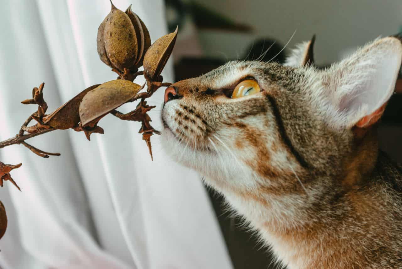 A close-up shot of a brown tabby cat sniffing dried plant indoors