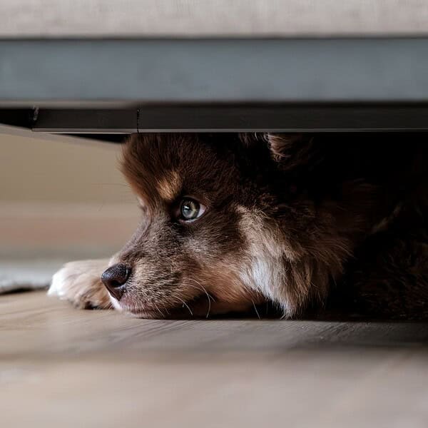 A fluffy dog quietly hides under a sofa, capturing a moment of peace and curiosity.