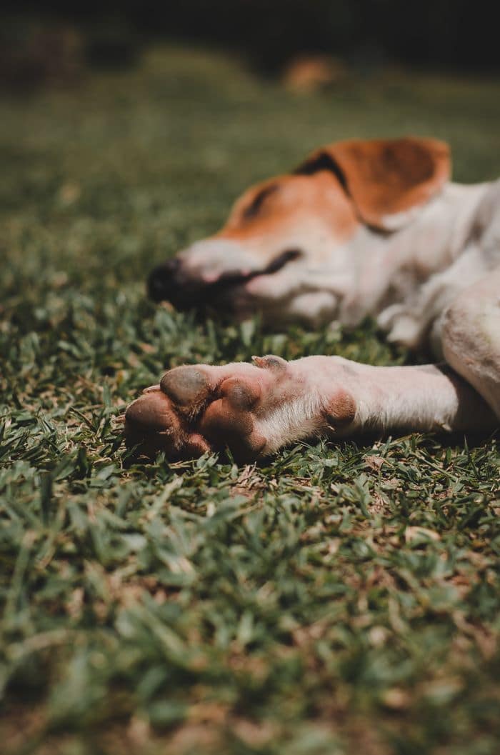 Close-up of a sleeping dogs paw on grass in So Paulo Brazil