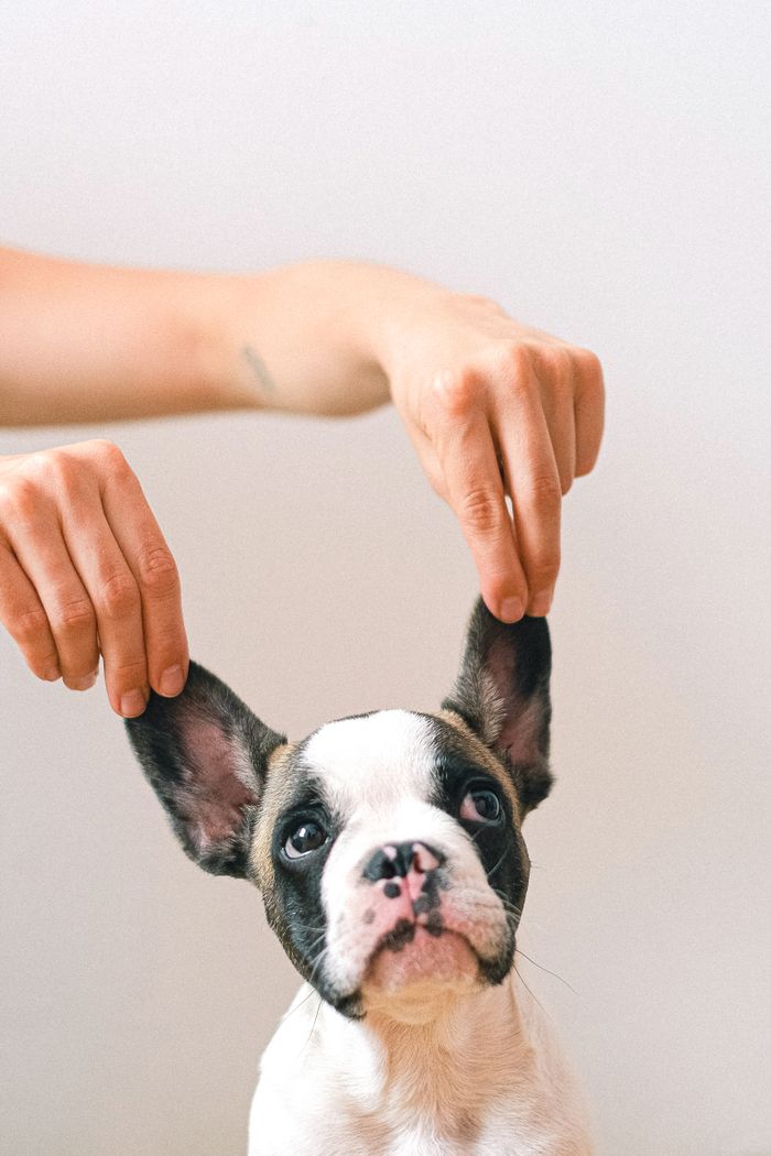 Cute French Bulldog puppy with ears lifted by hands against a white background