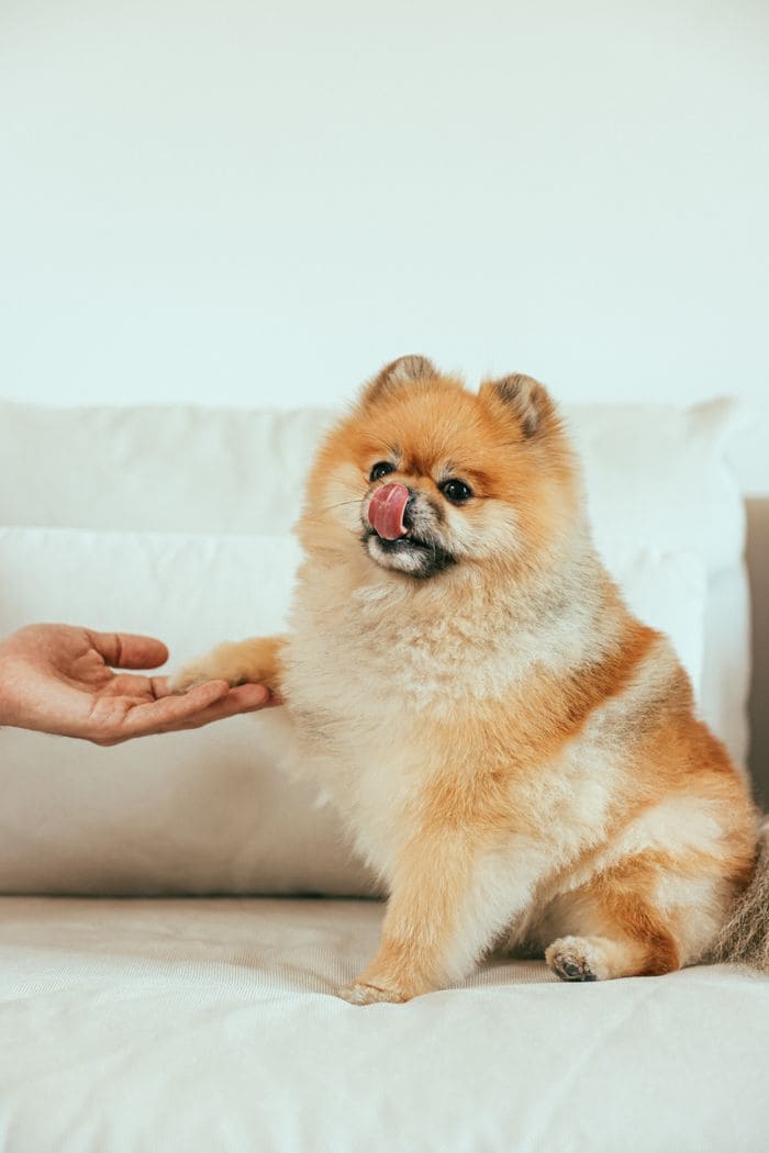 Adorable Pomeranian dog sitting on a couch indoors shaking hands and showing a playful expression