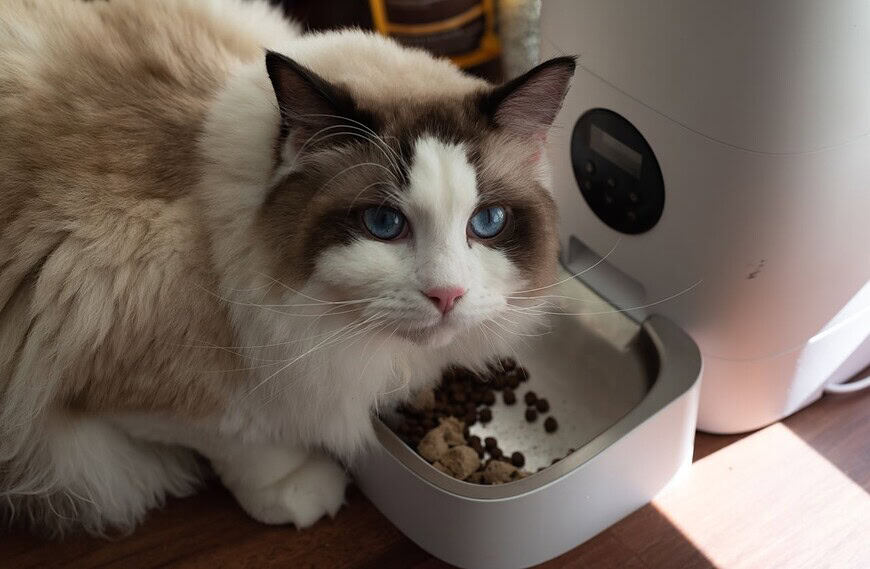 A fluffy Ragdoll cat enjoys meal from an automatic pet feeder indoors