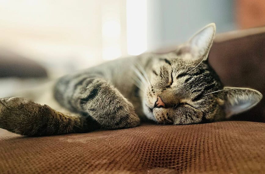 A peaceful domestic tabby cat sleeping on a cozy brown sofa indoors