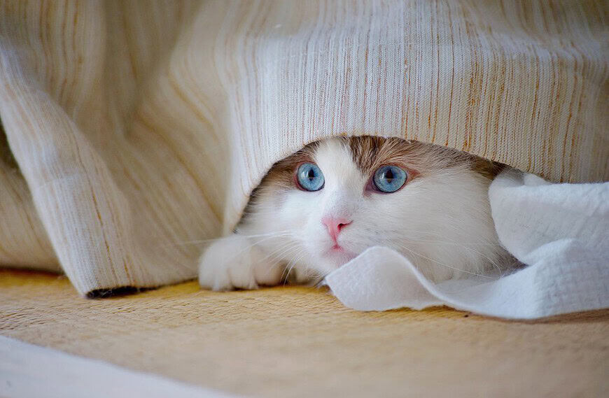 Adorable cat with blue eyes peeking from under a cozy blanket indoors